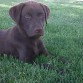 Sua con tres meses y algo en el parque. Ya pesa algo menos de ocho kilos!